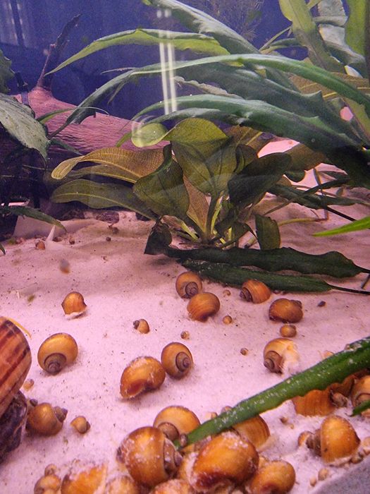 Zabienica małe sadzonki