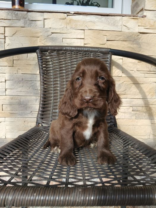 Cocker spaniel angielski suczka