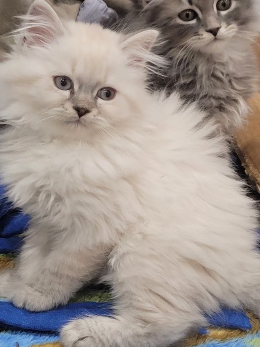 Kocurek THEO Neva Masquerade- - Gotowy do odbioru