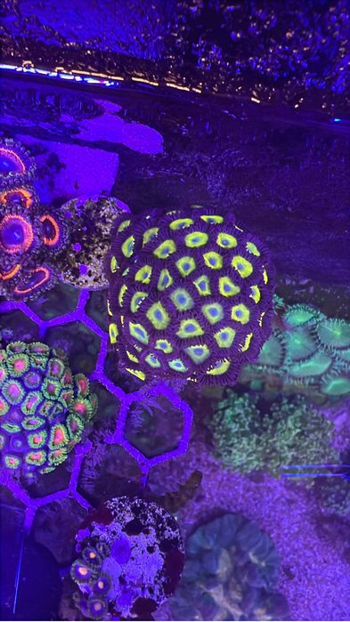 Frags zoanthus e mini colonias