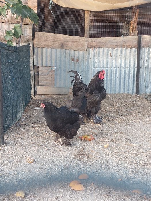 Pintos brahmas Black