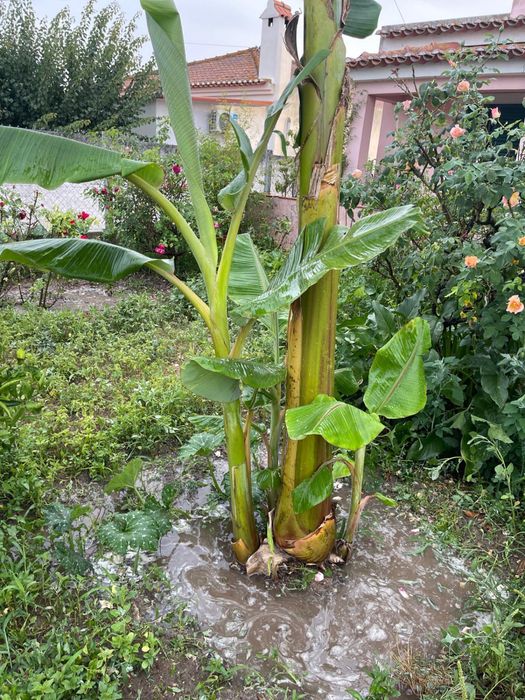 bananeira -planta