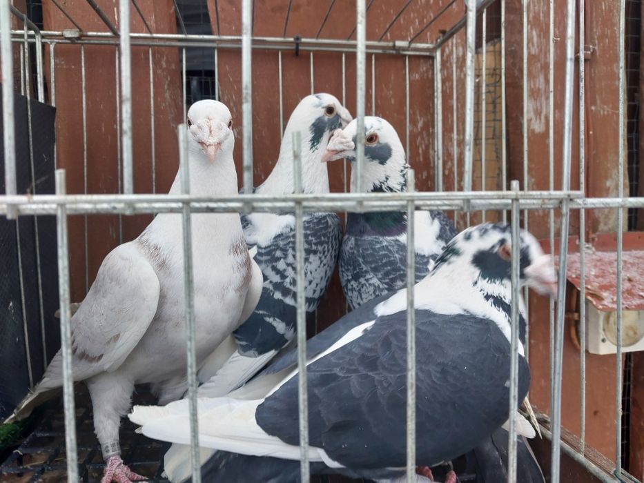 Gołębie staropolskie