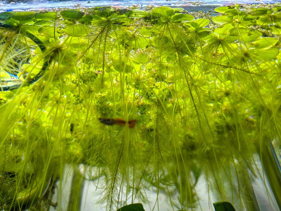 Limnobium + Rzęsa wodna  (zestaw 5 szt.)