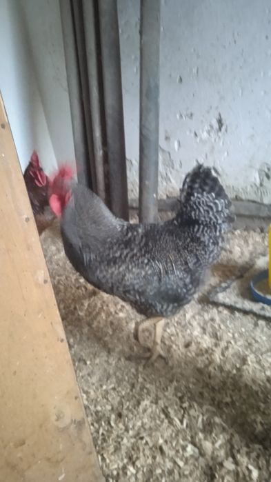 півні  кросу домінант 959 107