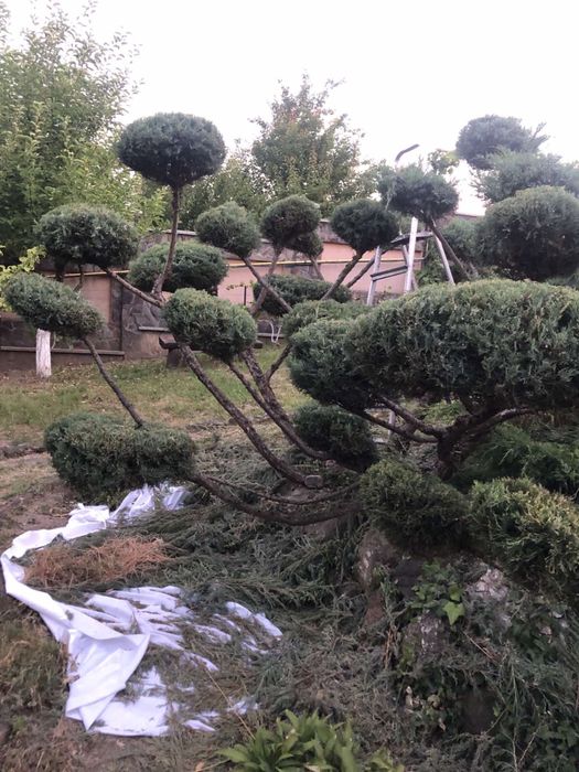 Бонсай (нівакі) з ялівця на 36 шляп