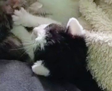 Котик (хлопчик) віддаю