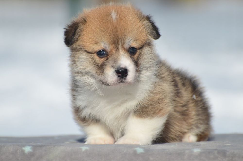 Вельш корги пемброк, девочка