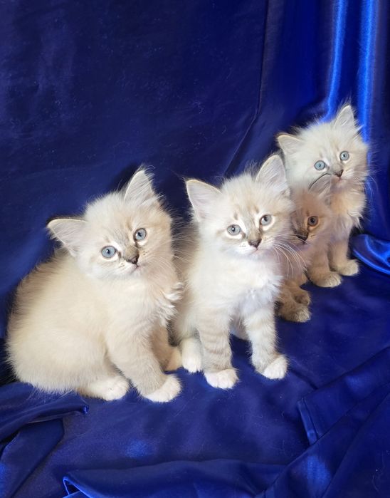 Kotka syberyjska neva masquerade