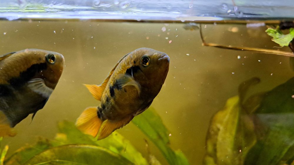 Pielęgnice miodowe - dorosłe