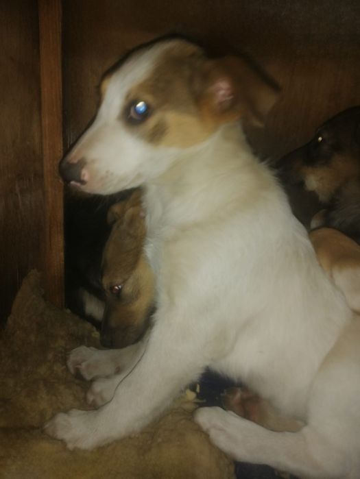 Отдам даром в добрые руки щенков