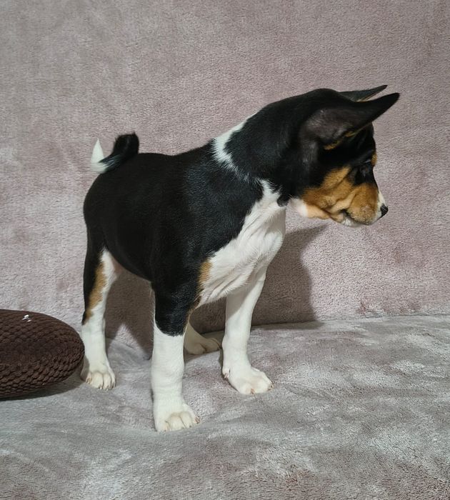 Basenji szczenię FCI