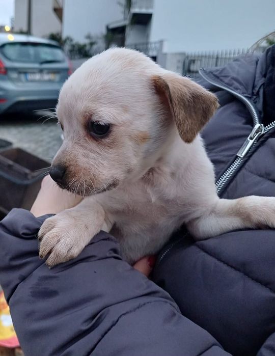 Adoç~ão Responsável - Cães Bebés