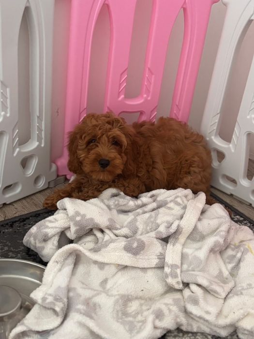 Cockapoo - uroczy piesek