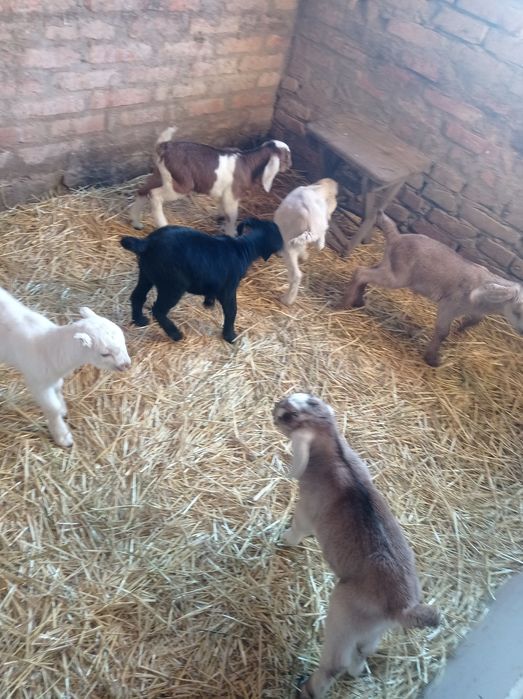 Продаються козенята
