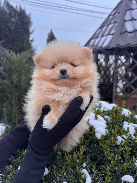 Шикарні цуцики Шпіца