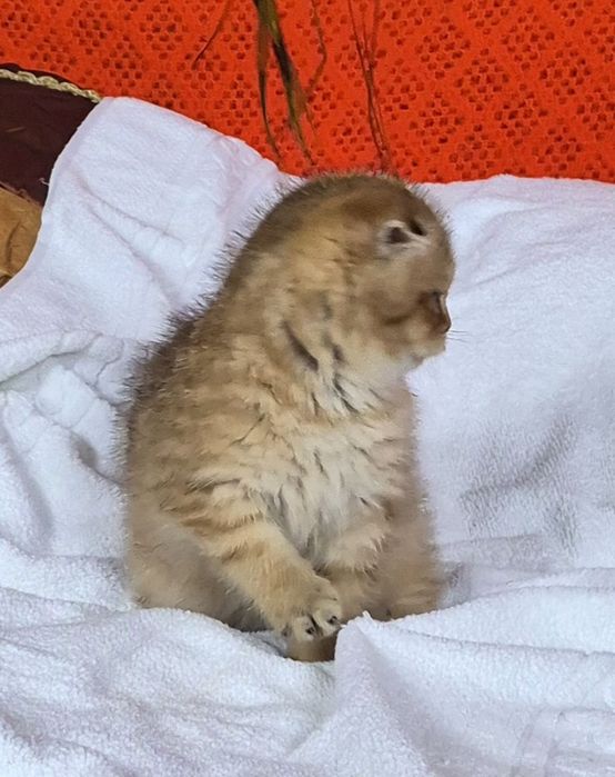 Віслоухе кошеня  золотої  шиншили