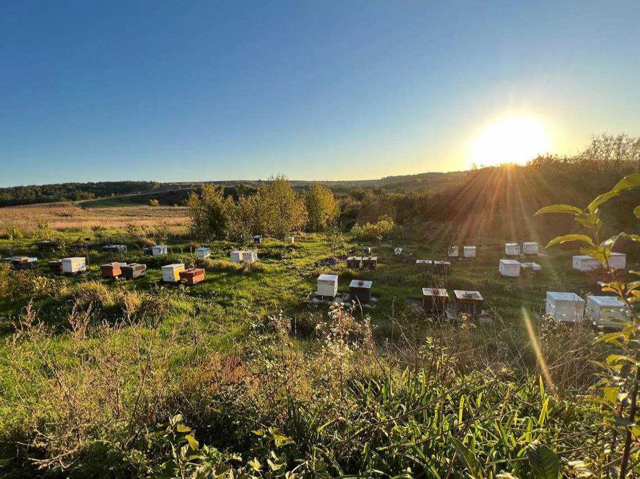 Продам будинок в с.Івківці + 1,85га горіхового саду