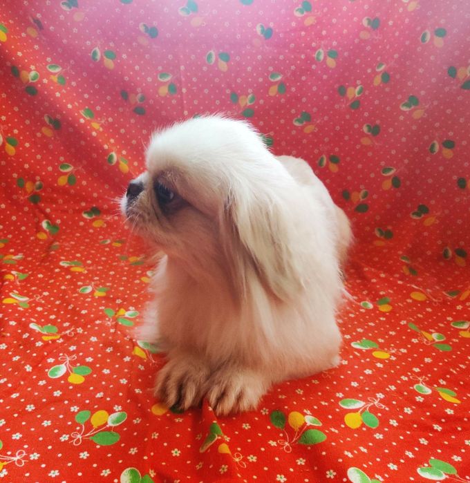 ‼️Взрослая девочка 3 года