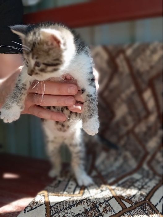 Котята в хорошие руки