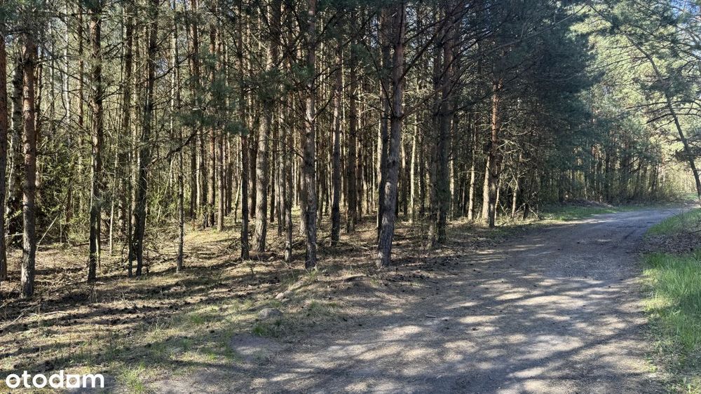 Działka leśna Zendek