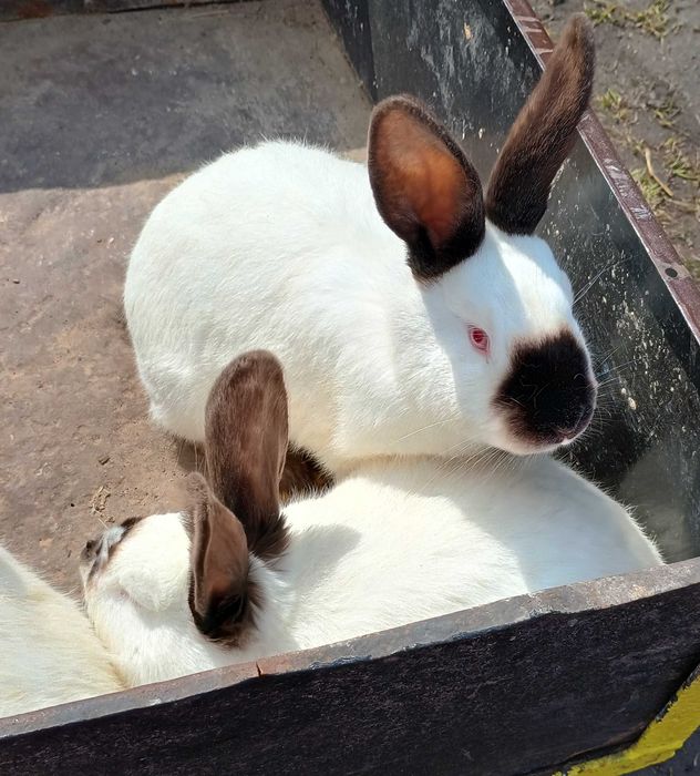 Кролі порода каліфорнія