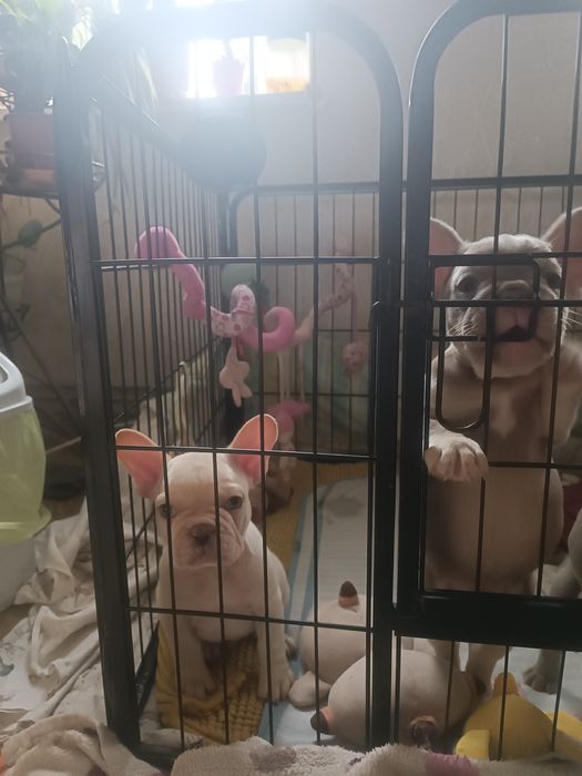 Є 4 вільних хлопчика і одна дівчинка