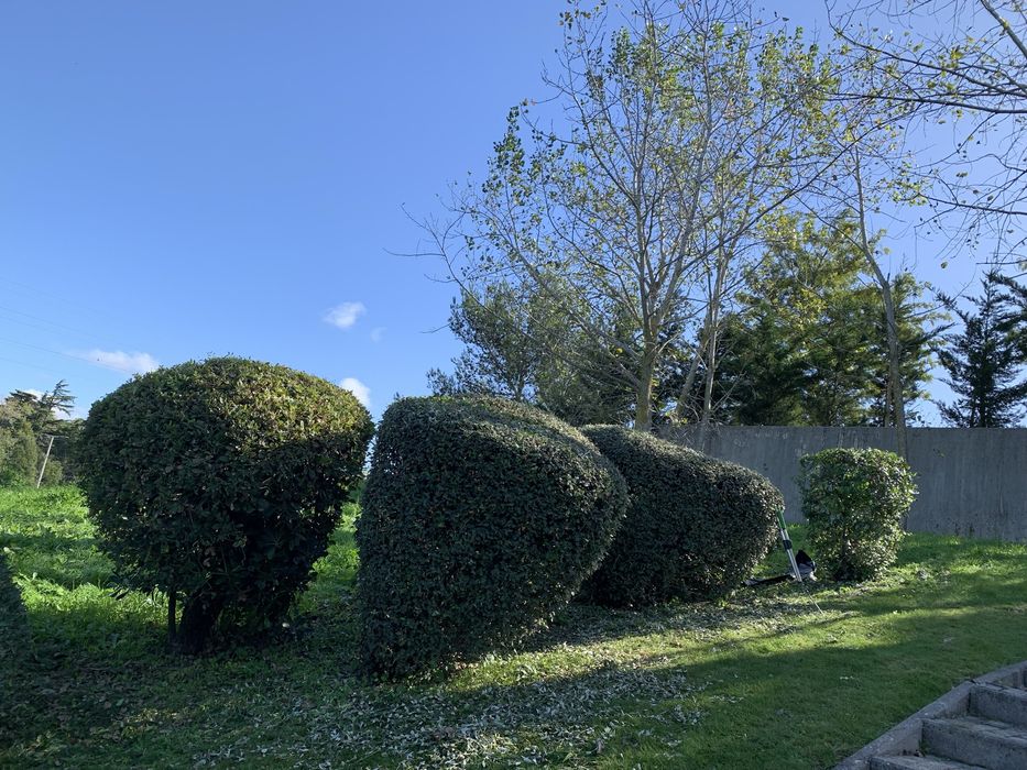 Jardineiro anderson