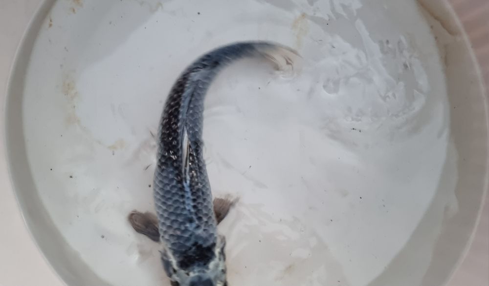 Carpa Koi - 35 cm