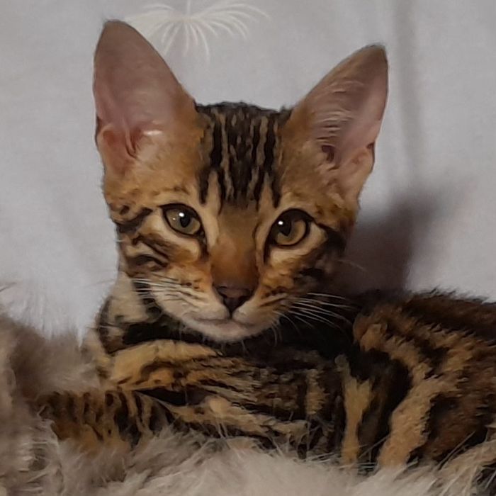 Продається кошеня бенгала