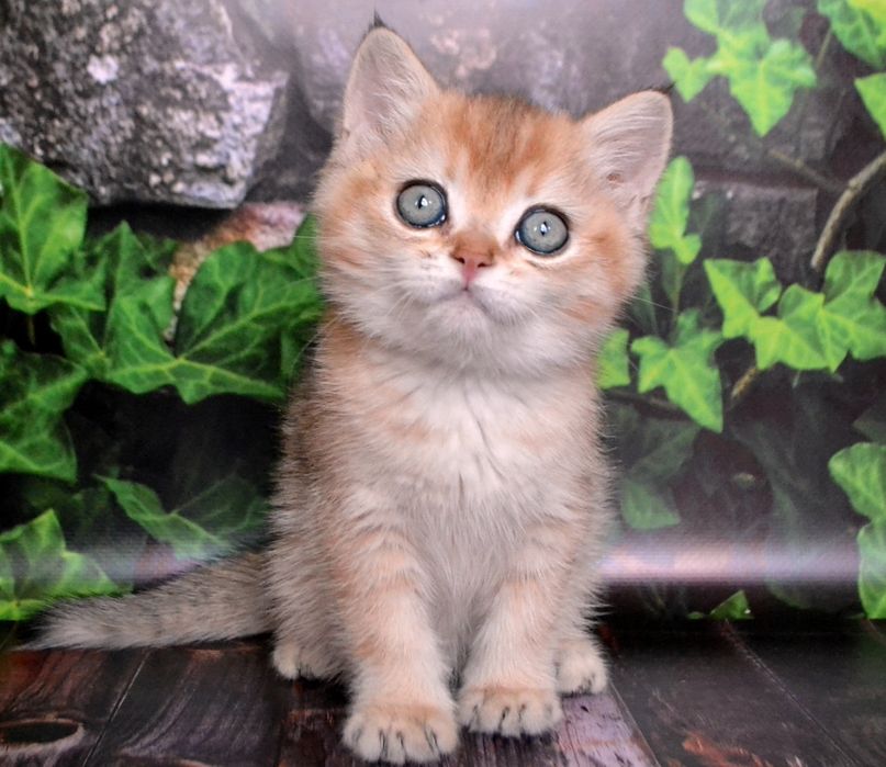 Золотая шиншилла. Британский котик