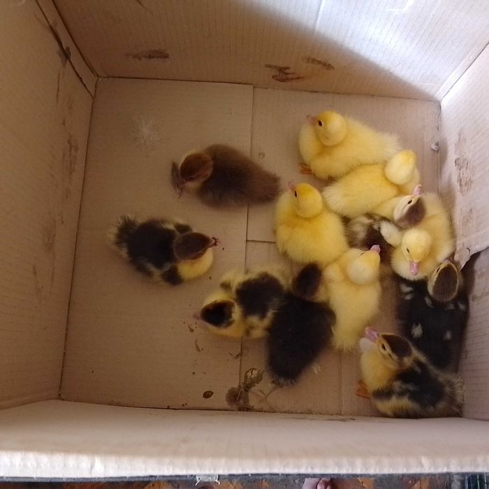 Домашнее индоутята