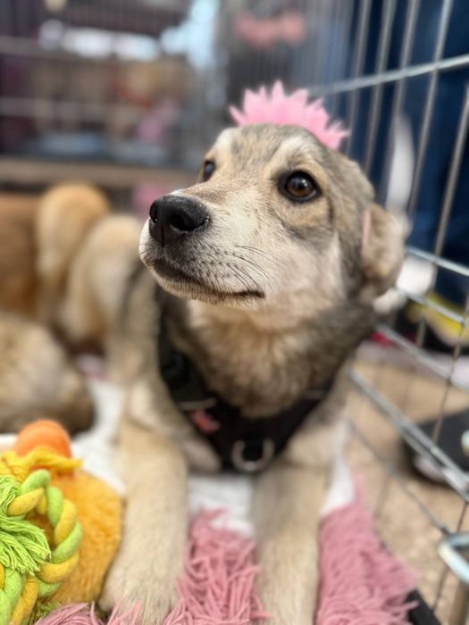 Цуценята дівчата шукають родини 6 міс