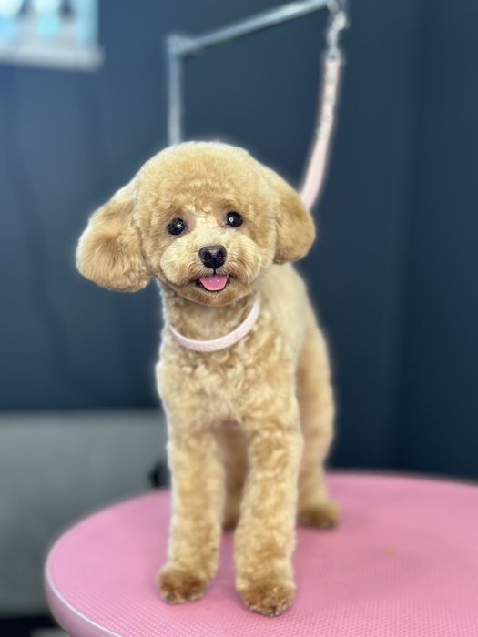 Стрижка собак та котів. Грумінг студія в Ірпені «Groom Bar»