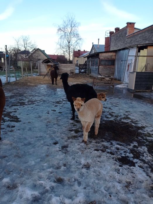 Sprzedam samicę alpaki z młodym samczykiem
