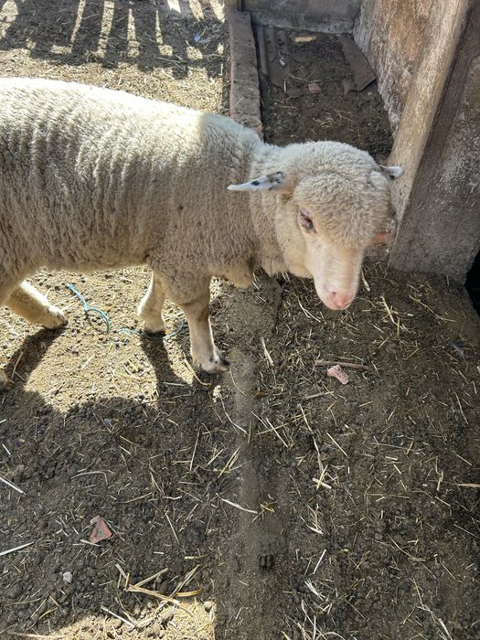 Animais de quinta ouvelhas
