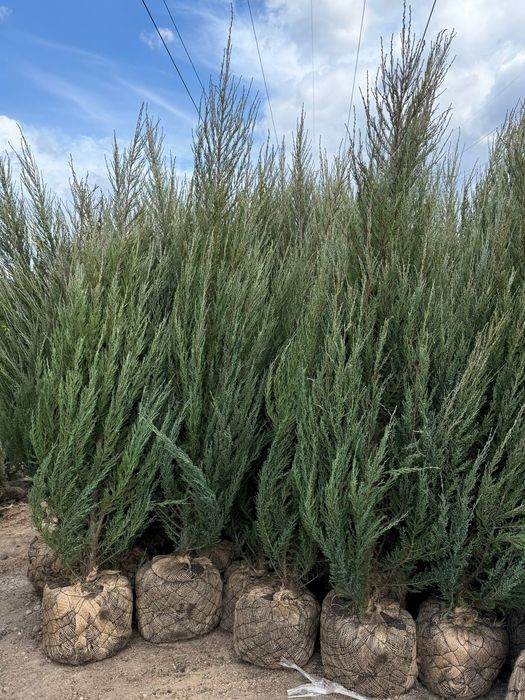 Ялівець Блю Арроу