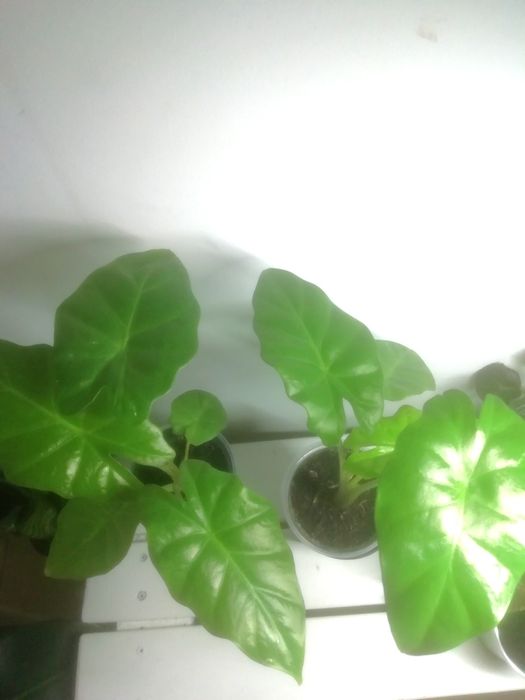 Комнатные растения  , Регал Шилд, алоказия Портодора, хлорофитум