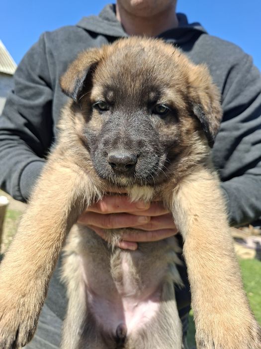 Oddam suczki w dobre  ręce