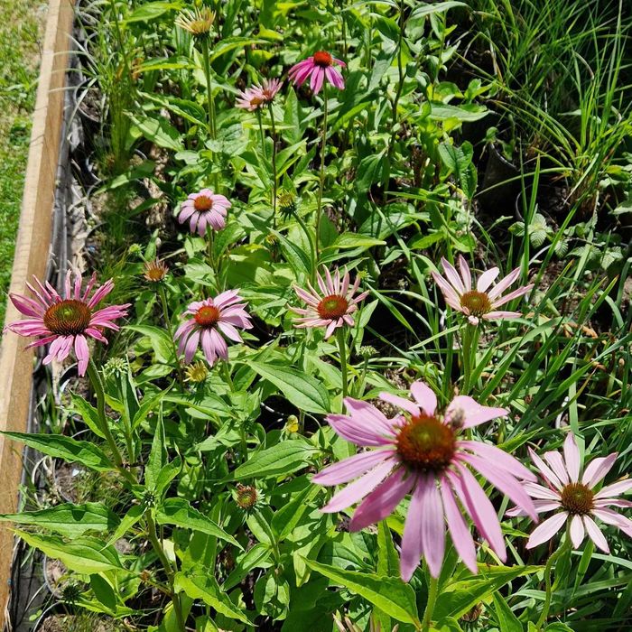 Jeżówki, żurawki,  stipy, hakonechloa, werbeny, bukszpany, trzmieliny