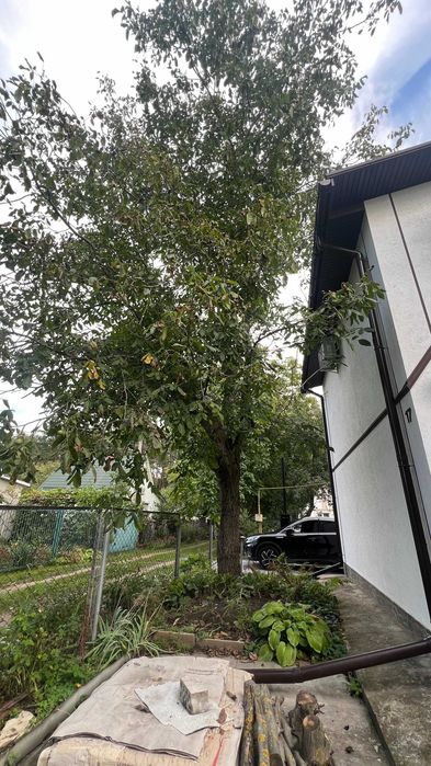 продам Горіх, дерево 2шт (зрізати і вивезти самостійно)