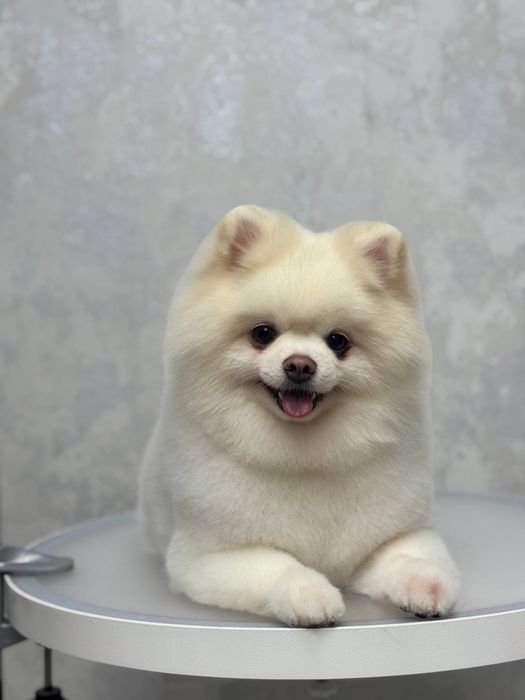 Послуги для тварин стрижка собак грумінг