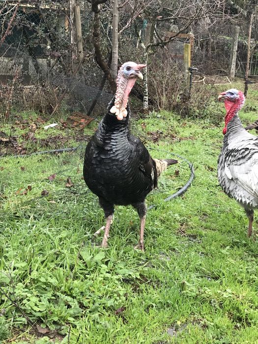 Perus de varias idades