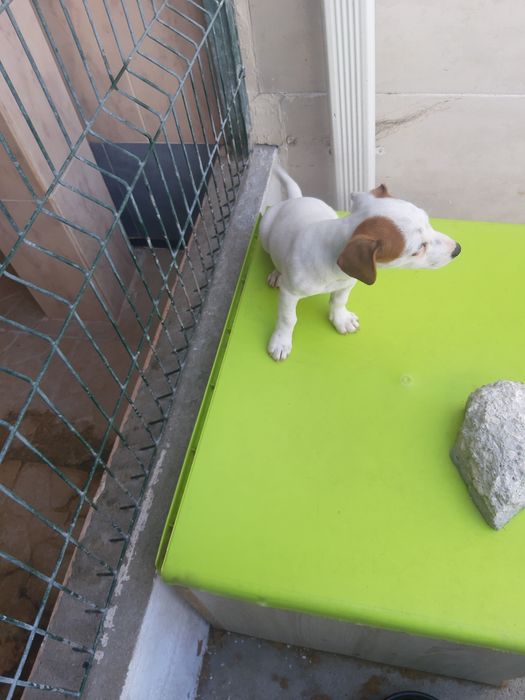 Jack Russell para ceder