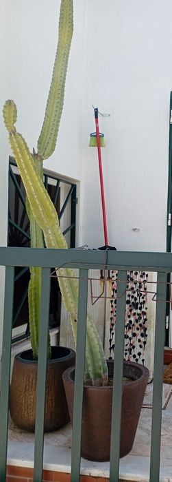 Cactos naturais em vaso