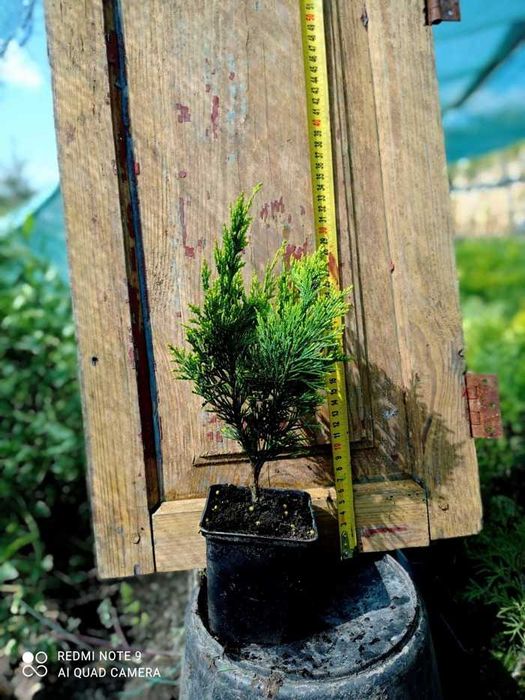 Кипарисовики живці 10см, П9