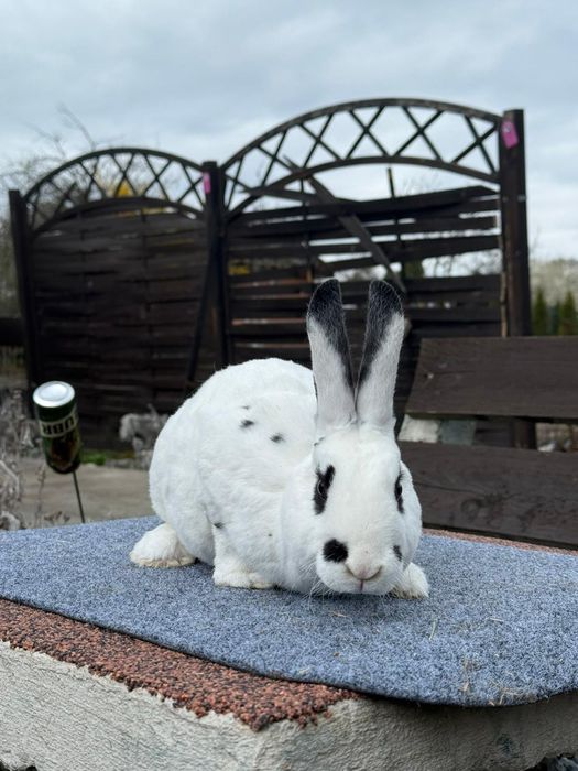 Samiec Rex dalmatyński