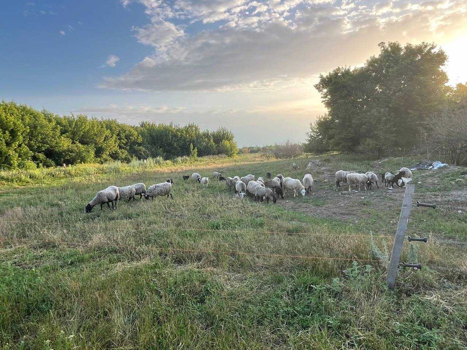 Продам ягнят романовской породы