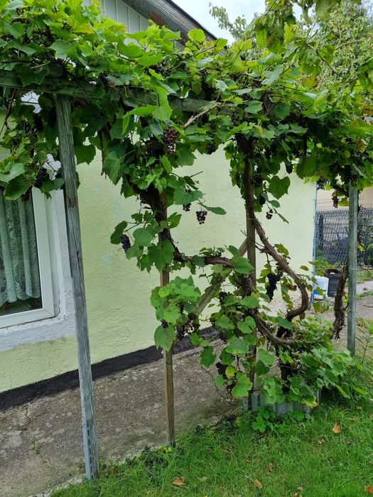 Działka ROD Wiarus