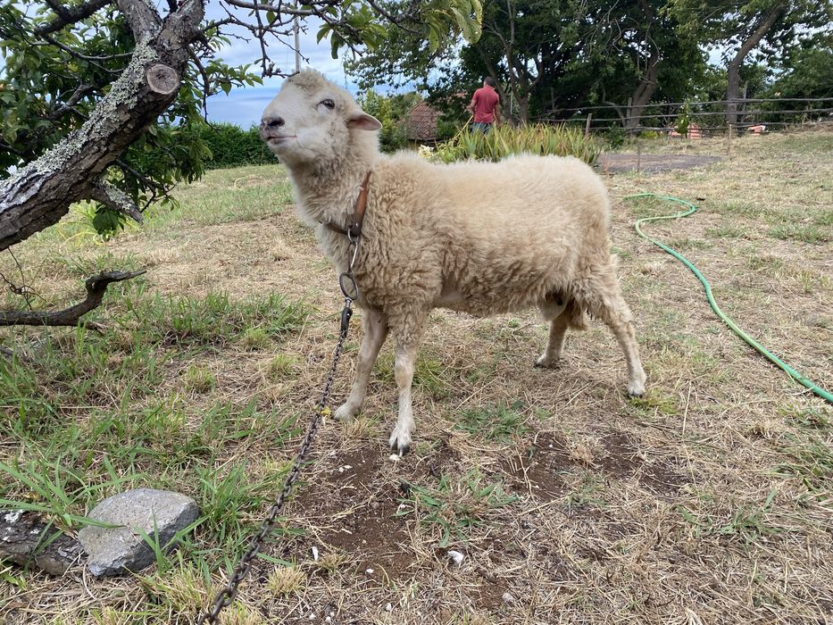 Carneiro com 1 ano e meio disponível